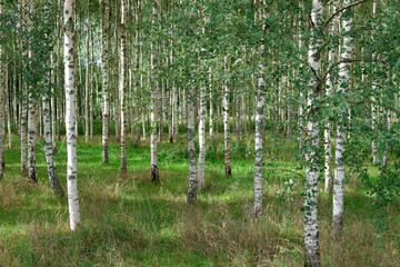Birch forest