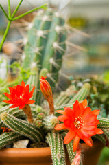 Close-up of a flowering cactus