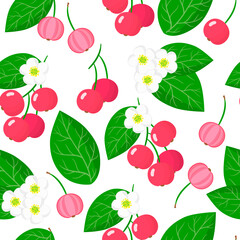 Vector cartoon seamless pattern with Muntingia calabura or Capulin exotic fruits, flowers and leafs on white background