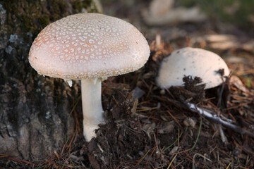 Wild Amanita Pantherinoides Mushroom. A pale Amanita Pantherinoides mushroom growing in the wild.

