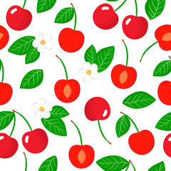 Vector cartoon seamless pattern with Prunus subgen. Cerasus or cherry exotic fruits flowers and leaf on white background