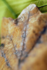 Close-up of a leaf