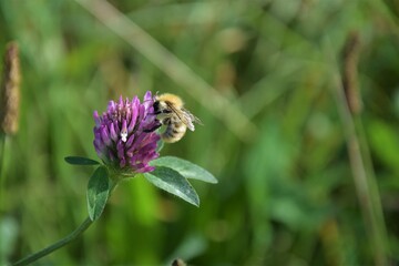 Bee sucks nectar from a red clover blossom
