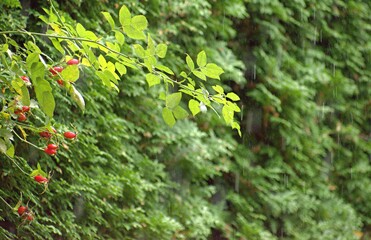 Fototapeta premium Rose hips in the garden in autumn