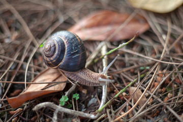 snail on a tree