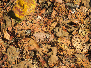 Dead leaves on the ground