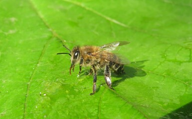 Bee on green leaf background, closeup