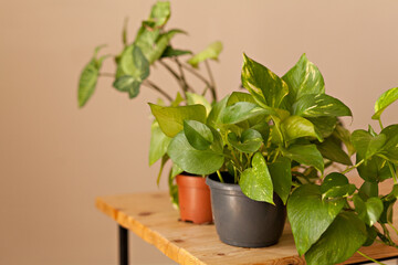 Green home plants indoor