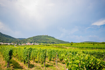 Fototapeta na wymiar Sur la route des vins d' Alsace