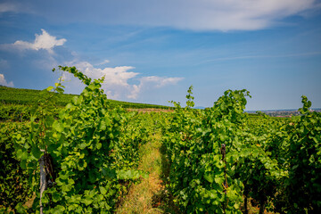 Fototapeta na wymiar Sur la route des vins d' Alsace