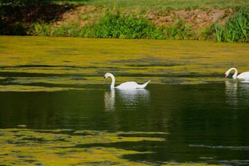 Cygne