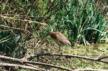 red tailed hawk
