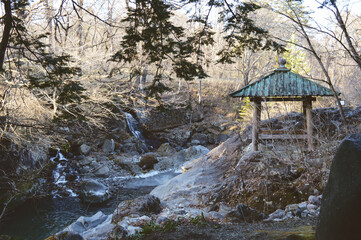 river in the forest