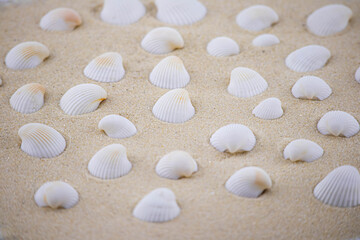 Fototapeta na wymiar There are many small white shells on the white sand. Macro photography of a marine theme. The beach is somewhere near the sea or ocean. Sunny day. Vacation or weekend