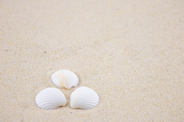 Fototapeta na wymiar There are many small white shells on the white sand. Macro photography of a marine theme. The beach is somewhere near the sea or ocean. Sunny day. Vacation or weekend.