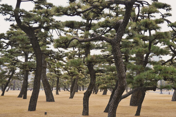 Obraz premium Trees in Tokyo 