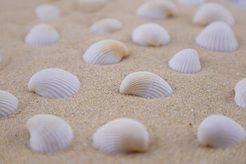 There are many small white shells on the white sand. Macro photography of a marine theme. The beach is somewhere near the sea or ocean. Sunny day. Vacation or weekend.