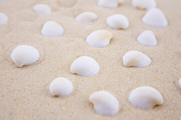 Fototapeta na wymiar There are many small white shells on the white sand. Macro photography of a marine theme. The beach is somewhere near the sea or ocean. Sunny day. Vacation or weekend.