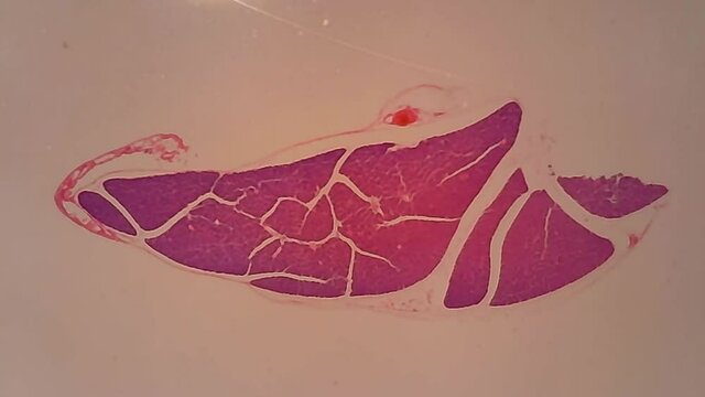 Microscope Dog Pancreas Section x500