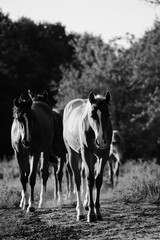 Young horses in farm field, walking on path in black and white.