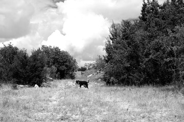 Obraz na płótnie Canvas Texas landscape shows dog far away in black and white, running through nature.