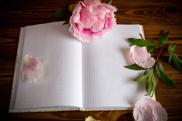 pink beautiful peony with petals, blank notebook for text