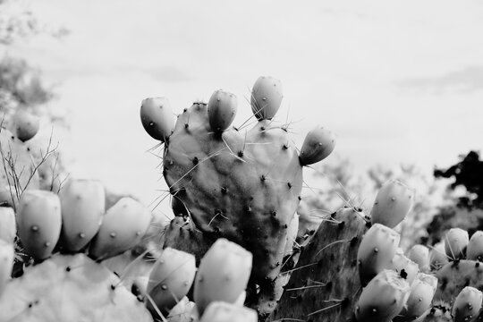 Prickly pear cactus plant close up in black and white.