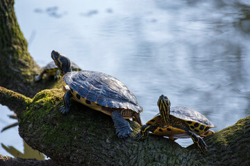 Obraz premium Tortoises 25