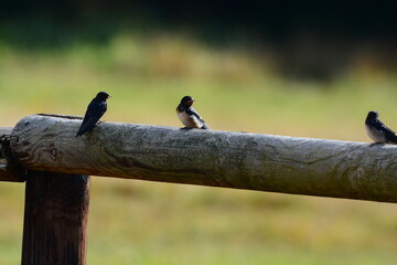 Hirondelles © JAN KASZUBA