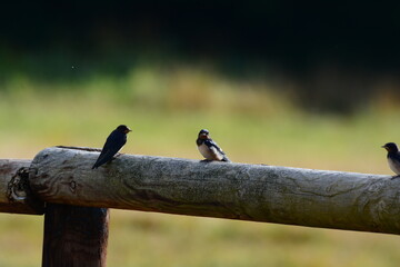 Hirondelles © JAN KASZUBA