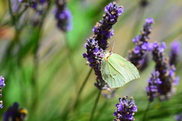 Papillon - Le Citron