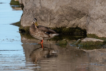Female Mallard Duck standing in the water in front of rocks looking back with her beak open