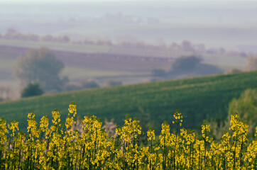 Rapeseed spring flowers