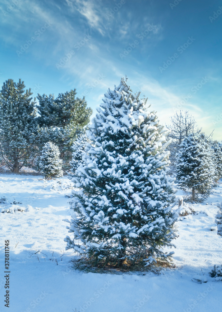 Canvas Prints rows of balsam fir trees at a christmas tree farm.