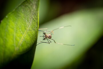 Fototapeta premium Macro of Southern House Mosquito or Culex Quinquefasciatus Mosquito Holding a Leaf
