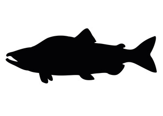 Pink salmon large male. Vector image.