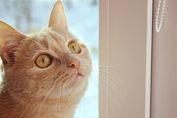 Muzzle of a red cat close-up . Moles on the cat's nose and lip.