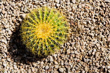 High angle view of a cactus plant