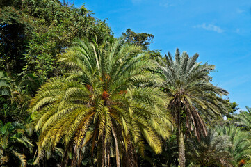 Date palm trees, Minas Gerais, Brazil