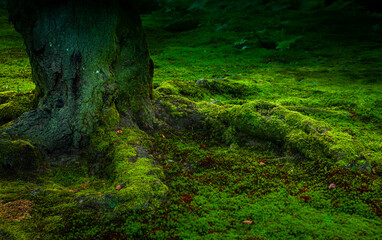石川県金沢市兼六園の苔　根