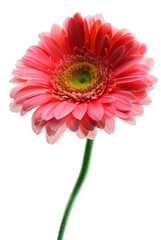 Close-up of a red flower