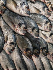 Fresh, chilled dorada fish, or aurata (Latin Sparus aurata) lies on ice in a supermarket. Seafood for you. Vertical photo.