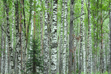 Beautiful birch forest. Background. Texture.