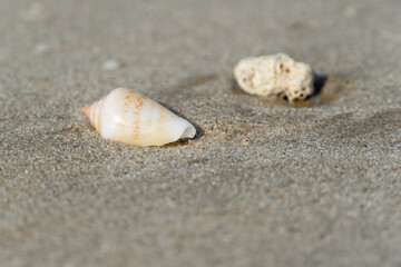 Seashells on the sandy beach on morning sunshine with copy space (selective focus)