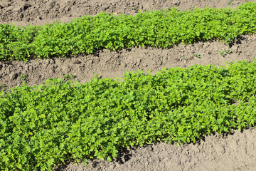 Mustard growing in the garden beds. Close-up. Background.