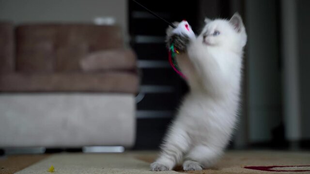 Kitten plays with toy. Cute funny cat playing at home