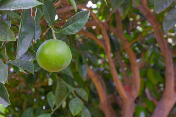 Fresh green orange on a tree branch in the garden