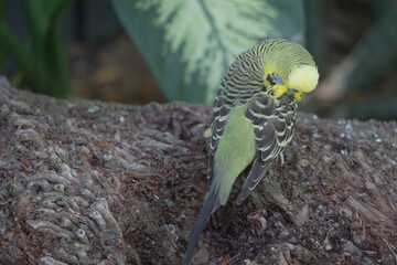 Wild parrot bird, green parrot Great-Green Macaw