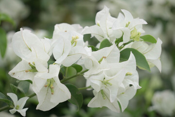 White Bougainvillea flower In the garden