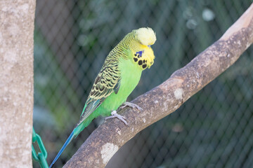 Wild parrot bird, green parrot Great-Green Macaw, Ara ambigua. Wild rare bird in the nature habitat. Green big parrot sitting on the branch. Parrot from Costa Rica.
